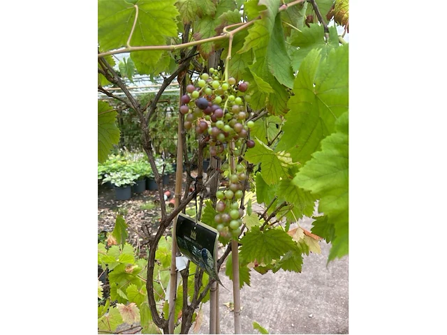 Vitis vinifera - afbeelding 1 van  2
