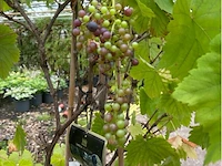 Vitis vinifera - afbeelding 1 van  2