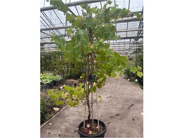 Vitis vinifera - afbeelding 2 van  2