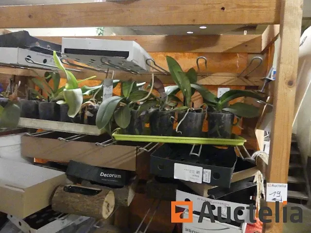 Voorbereiding teller floral assemblage, meststof en verschillend displays - afbeelding 3 van  15