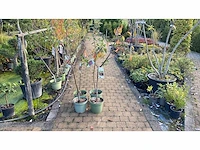 Vrucht- / fruitboom mix (4x) - afbeelding 1 van  1