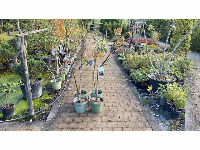 Vrucht- / fruitboom mix (4x) - afbeelding 1 van  1