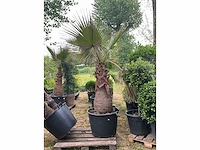 Washingtonia planten met pot