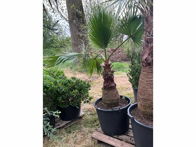 Washingtonia planten met pot - afbeelding 1 van  2