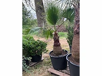 Washingtonia planten met pot
