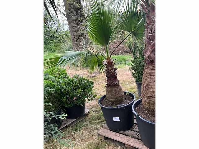 Washingtonia planten met pot - afbeelding 2 van  2