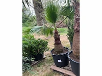 Washingtonia planten met pot - afbeelding 2 van  2