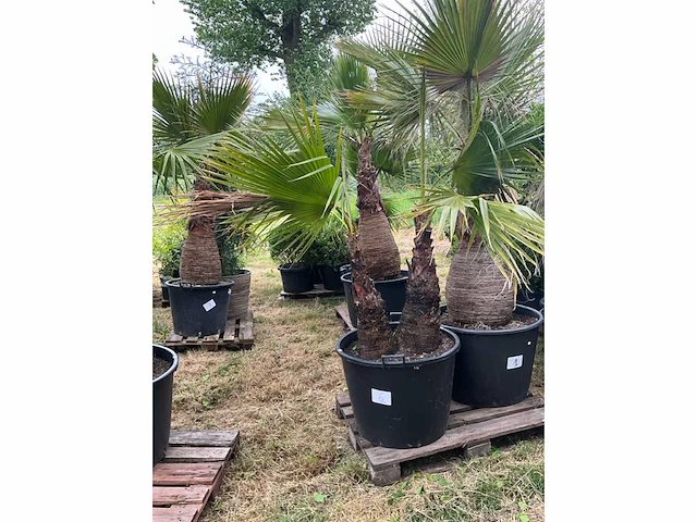Washingtonia planten met pot - afbeelding 1 van  2