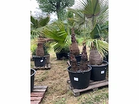 Washingtonia planten met pot