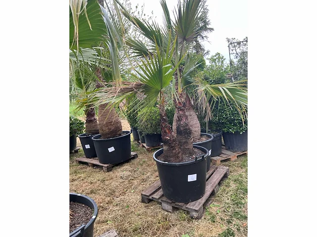 Washingtonia planten met pot - afbeelding 2 van  2