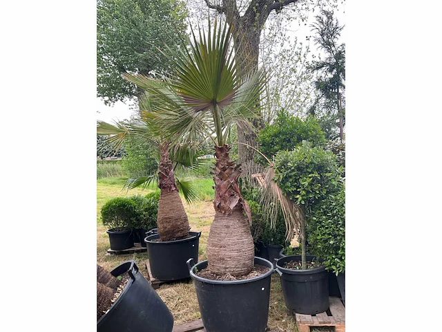 Wasintonia planten met pot - afbeelding 2 van  2