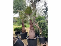 Wasintonia planten met pot - afbeelding 2 van  2