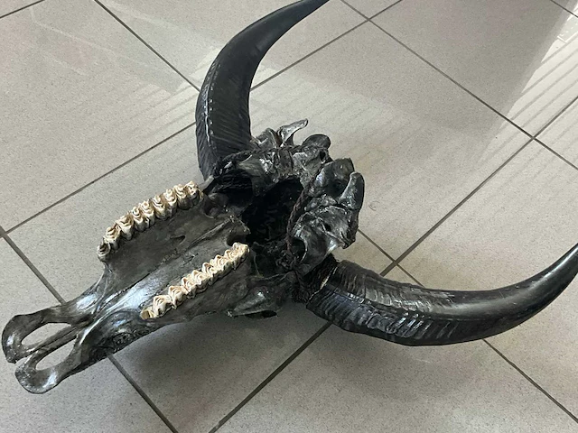 Waterbuffelschedel decoratie - afbeelding 4 van  5
