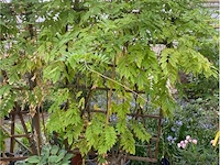 Wisteria op rek - afbeelding 1 van  1