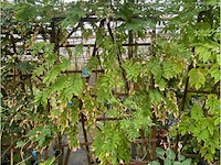 Wisteria op rek - afbeelding 1 van  1