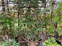 Wisteria op rek - afbeelding 1 van  1
