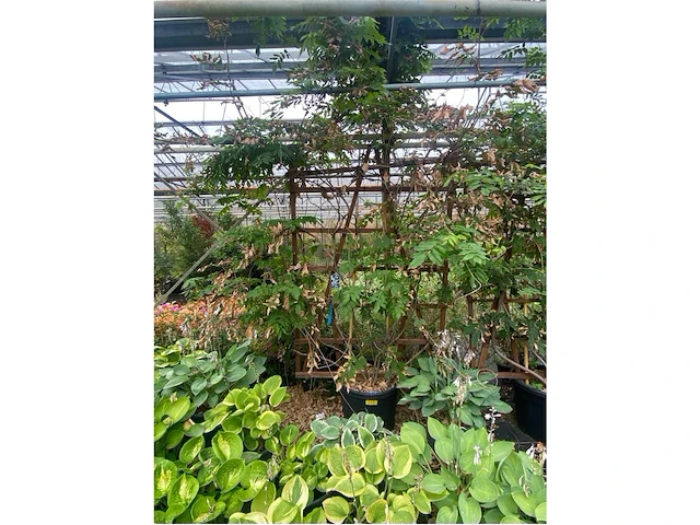 Wisteria op rek - afbeelding 1 van  2