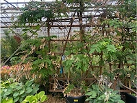 Wisteria op rek - afbeelding 1 van  2