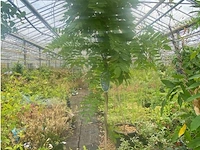 Wisteria - afbeelding 1 van  2