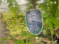 Wisteria - afbeelding 2 van  2