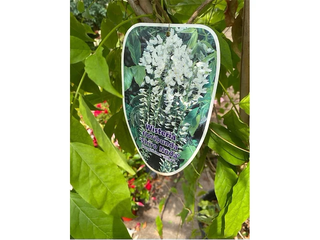 Wisteria - afbeelding 2 van  2