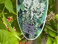 Wisteria - afbeelding 2 van  2