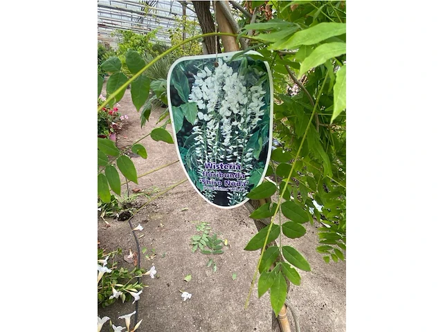Wisteria - afbeelding 2 van  2