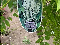 Wisteria - afbeelding 2 van  2