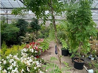 Wisteria - afbeelding 1 van  2
