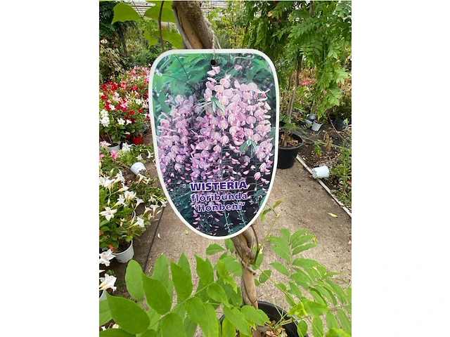 Wisteria - afbeelding 2 van  2