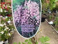 Wisteria - afbeelding 2 van  2