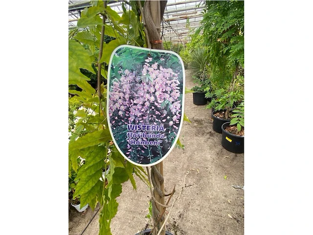 Wisteria - afbeelding 2 van  2
