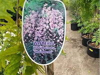 Wisteria - afbeelding 2 van  2
