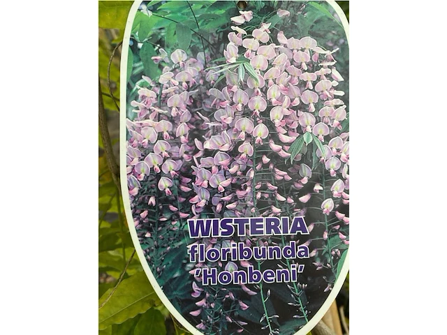 Wisteria - afbeelding 2 van  2