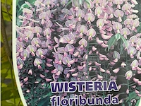 Wisteria - afbeelding 2 van  2