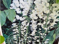 Wisteria - afbeelding 2 van  2