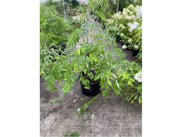 Wisteria - afbeelding 1 van  2