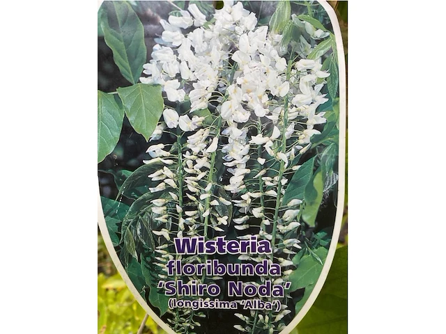 Wisteria - afbeelding 2 van  2