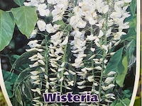 Wisteria - afbeelding 2 van  2