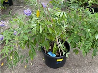 Wisteria - afbeelding 1 van  2