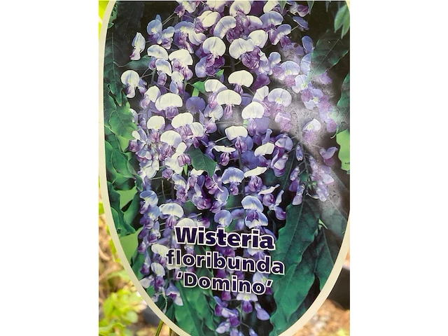 Wisteria - afbeelding 2 van  2
