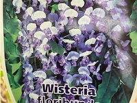 Wisteria - afbeelding 2 van  2