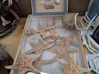 Zeesterren&schelpen
