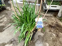 1 agapanthus