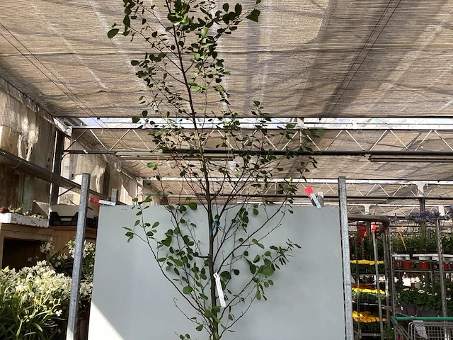 1 aronia - afbeelding 2 van  2
