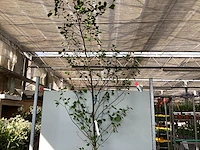 1 aronia