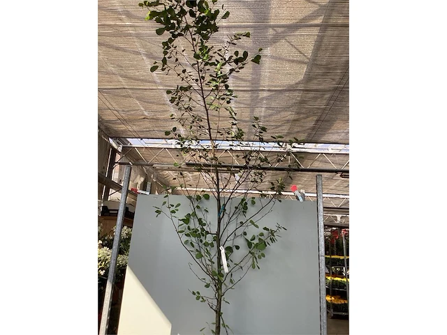 1 aronia - afbeelding 1 van  2