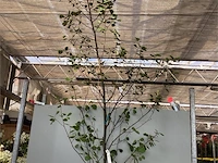 1 aronia - afbeelding 1 van  2