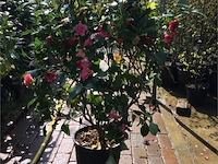1 camelia op stam - afbeelding 2 van  2