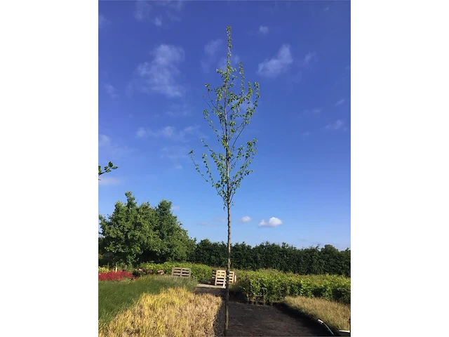 1 carpinusboom - afbeelding 2 van  2